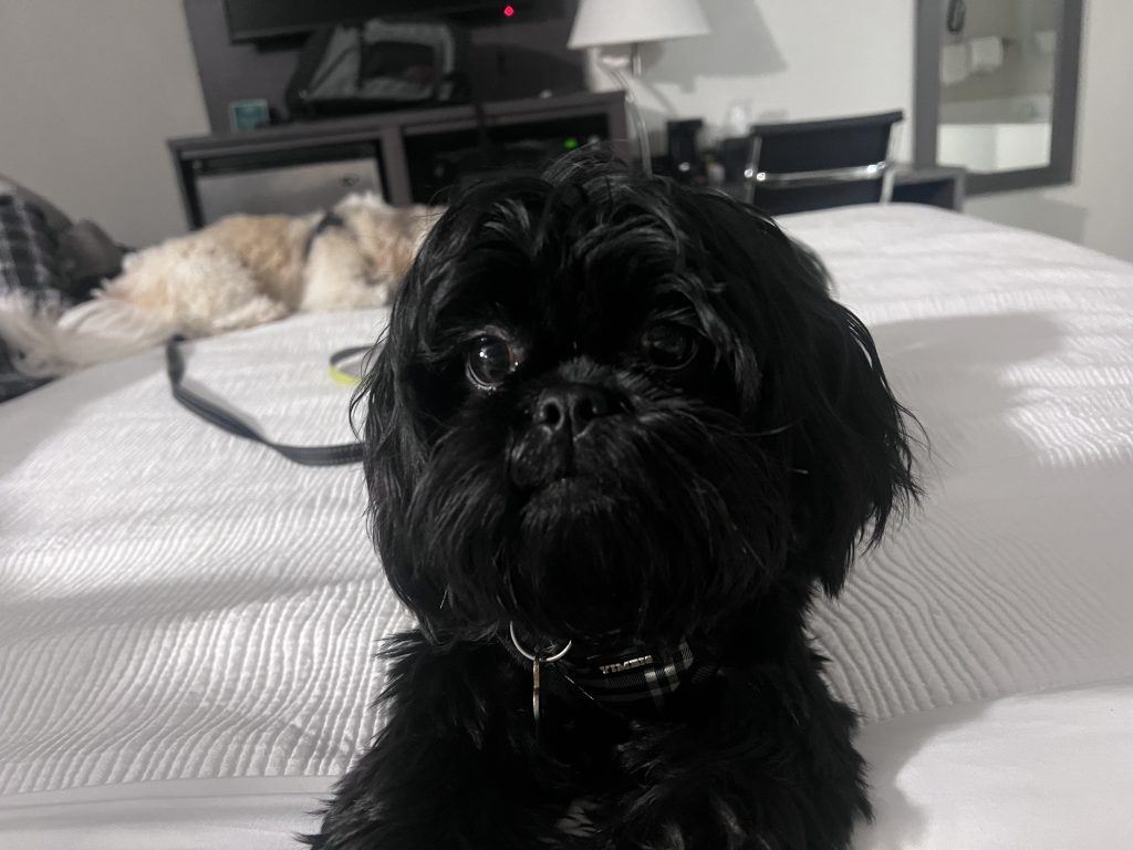 Black Shih Tzu puppy sitting on bed.