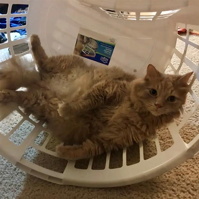 Yellow fluffy cat lounging in a hamper