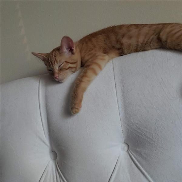 Orange tabby cat sleeping on the